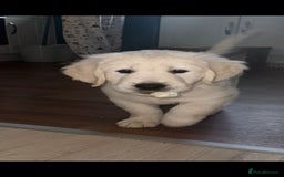 Golden Retriever dogs for sale: Stunning golden retriever babies - Image 24