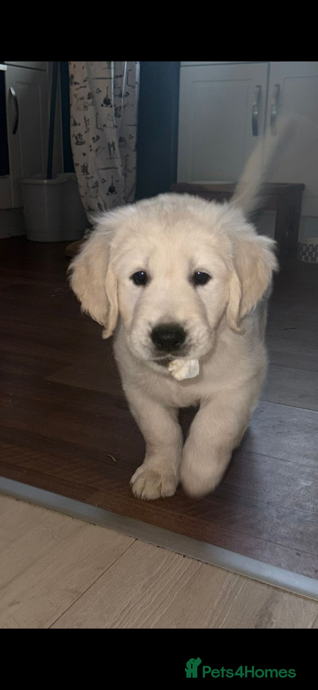 Golden Retriever dogs for sale: Stunning golden retriever babies - Image 24