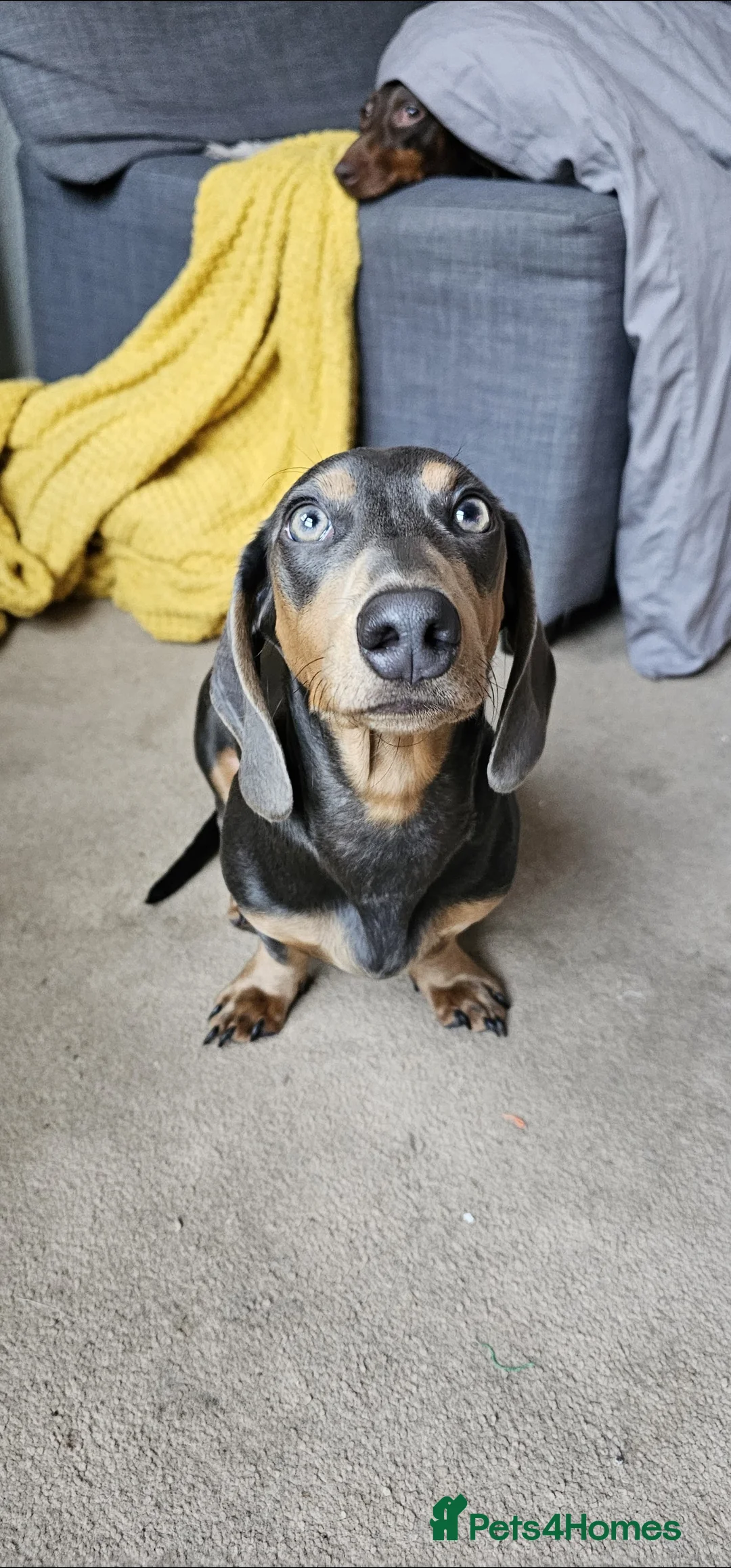 Miniature Dachshund dogs for stud: ⭐️KING PIRI (BLUE AND TAN) KC REG PROVEN Stud⭐️ in Bromley - Advert 3