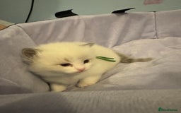 Ragdoll cats for sale: Three beautiful blue ragdoll kittens  - Image 21