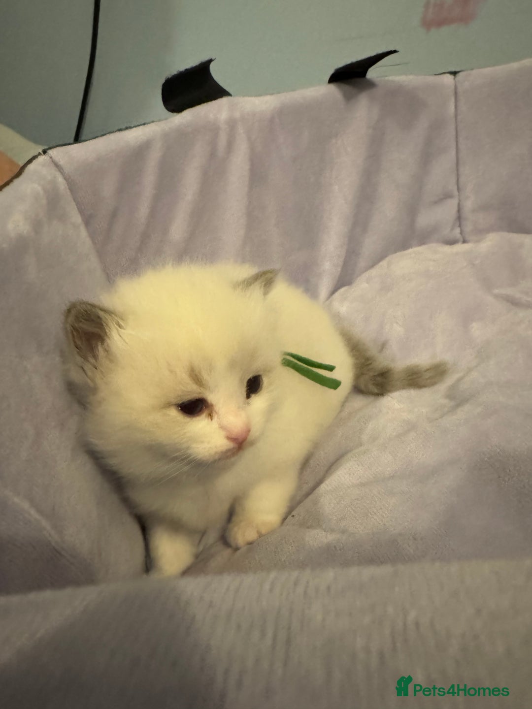 Ragdoll cats for sale: Three beautiful blue ragdoll kittens  - Image 21
