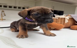 Cane Corso dogs for sale: Beautiful Cane Corso Puppies - Image 25