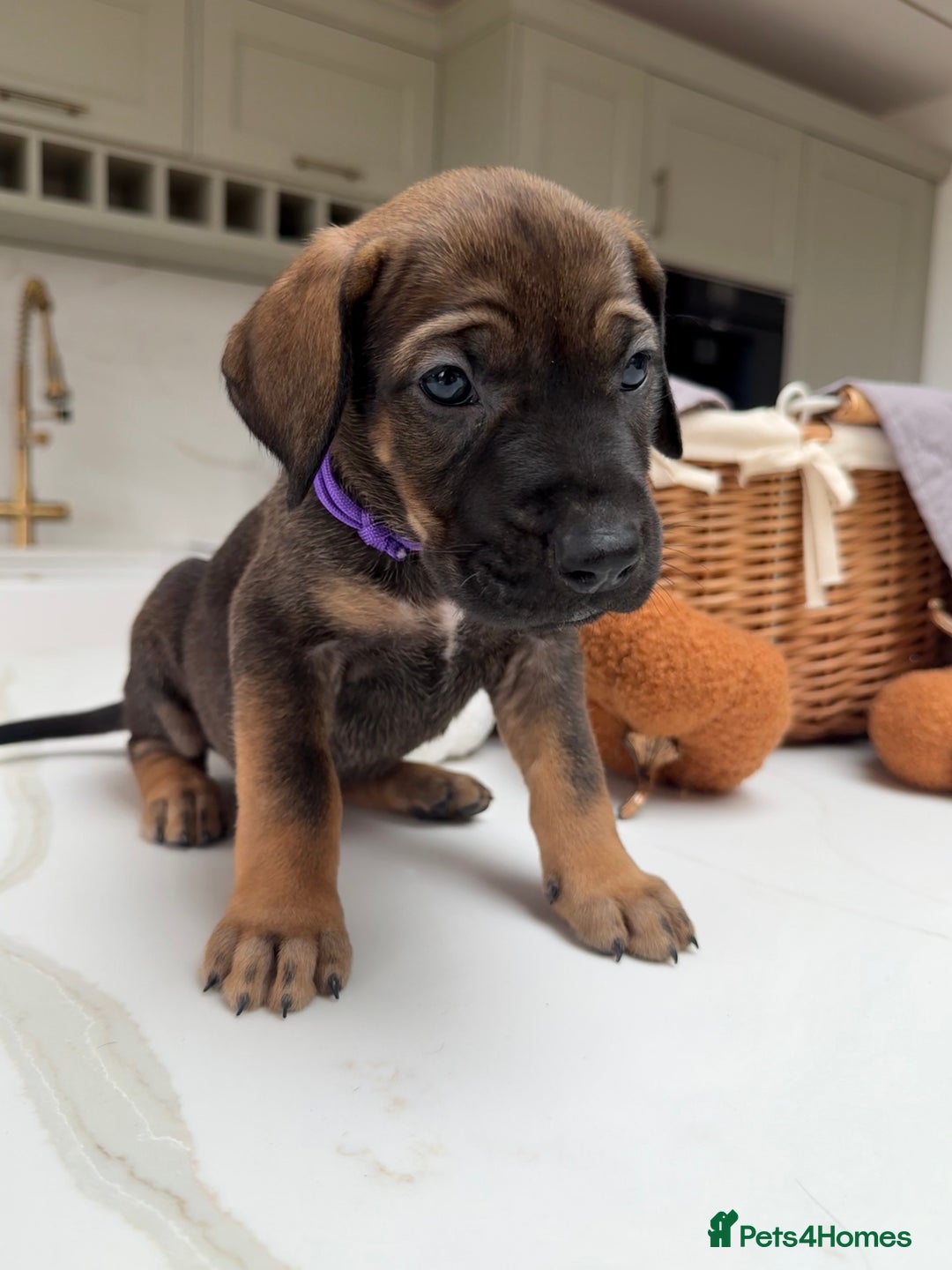 Cane Corso dogs for sale: Beautiful Cane Corso Puppies - Image 25