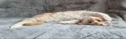 Maine Coon cats for sale: 🌟Ready now🏡 XL GCCF Registered Maine Coon kitten - Advert 10