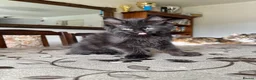 Maine Coon cats for sale: LARGE MAINE COON KITTENS - Advert 10