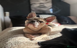 French Bulldog dogs for sale: 3 beautiful pedigree French bulldog puppies  - Image 20