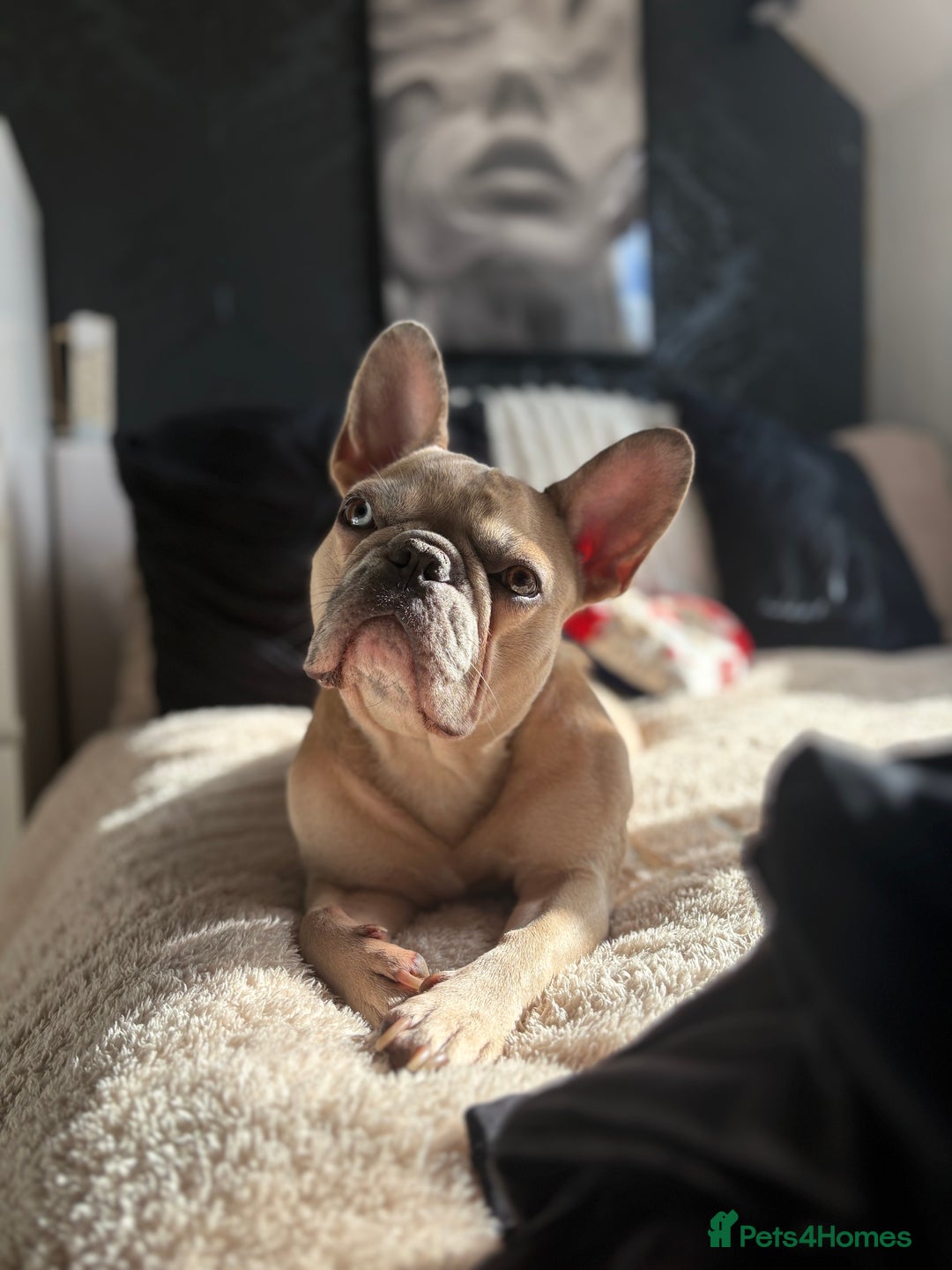French Bulldog dogs for sale: 3 beautiful pedigree French bulldog puppies  - Image 20