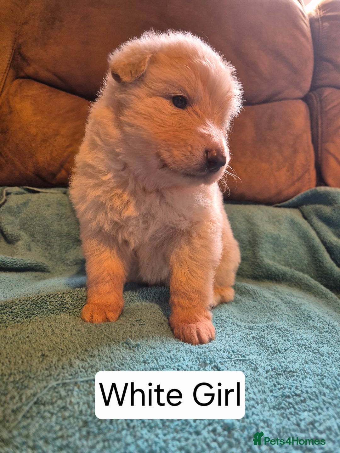 German Shepherd dogs for sale: KC German Shepherd Puppies Blue, White & Black/Tan - Image 8