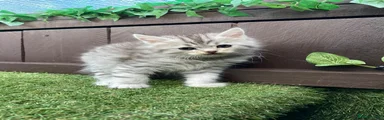 Maine Coon 1