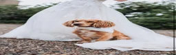 Cockapoo dogs for sale: F1b Beautiful Cockapoo puppies  - Advert 17