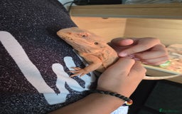 Bearded Dragon reptiles for sale: Bearded dragon and full set up - Image 5