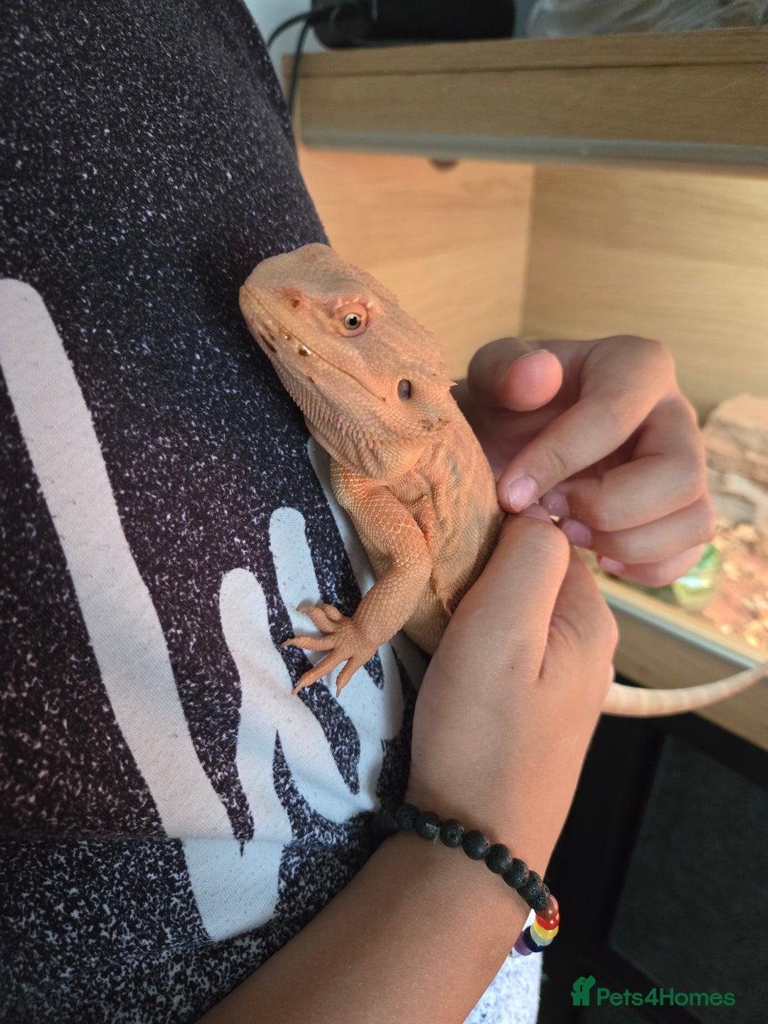 Bearded Dragon reptiles for sale: Bearded dragon and full set up - Image 5