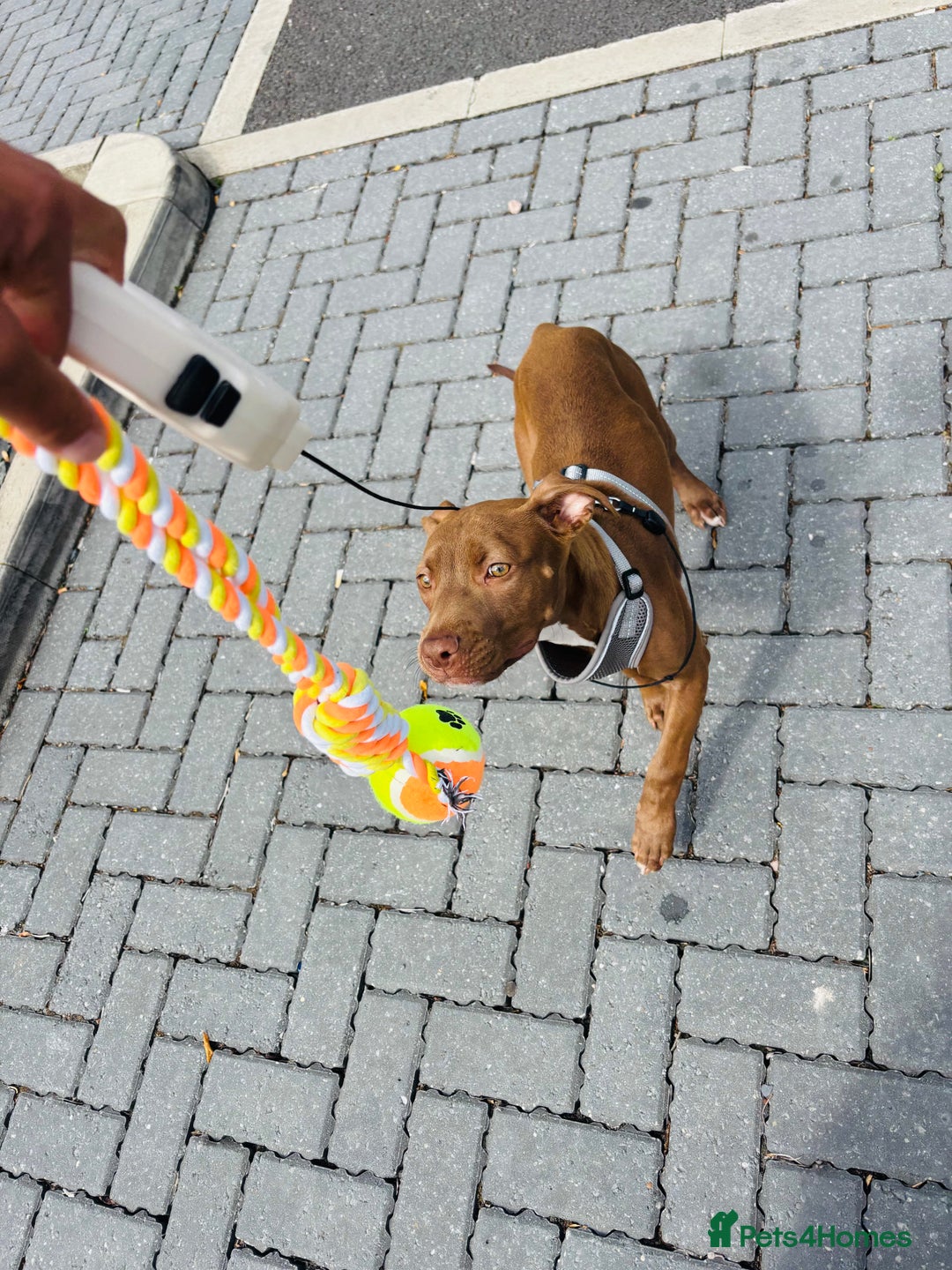 American Bull Staffy dogs for sale: Rio - a beautiful caramel coloured girl.  - Image 5