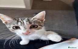 American Shorthair cats for sale: American short hair tabby kittens - Image 15
