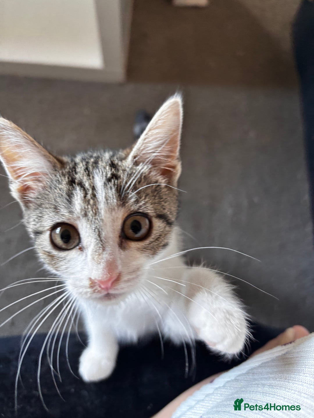 American Shorthair cats for sale: American short hair tabby kittens - Image 15