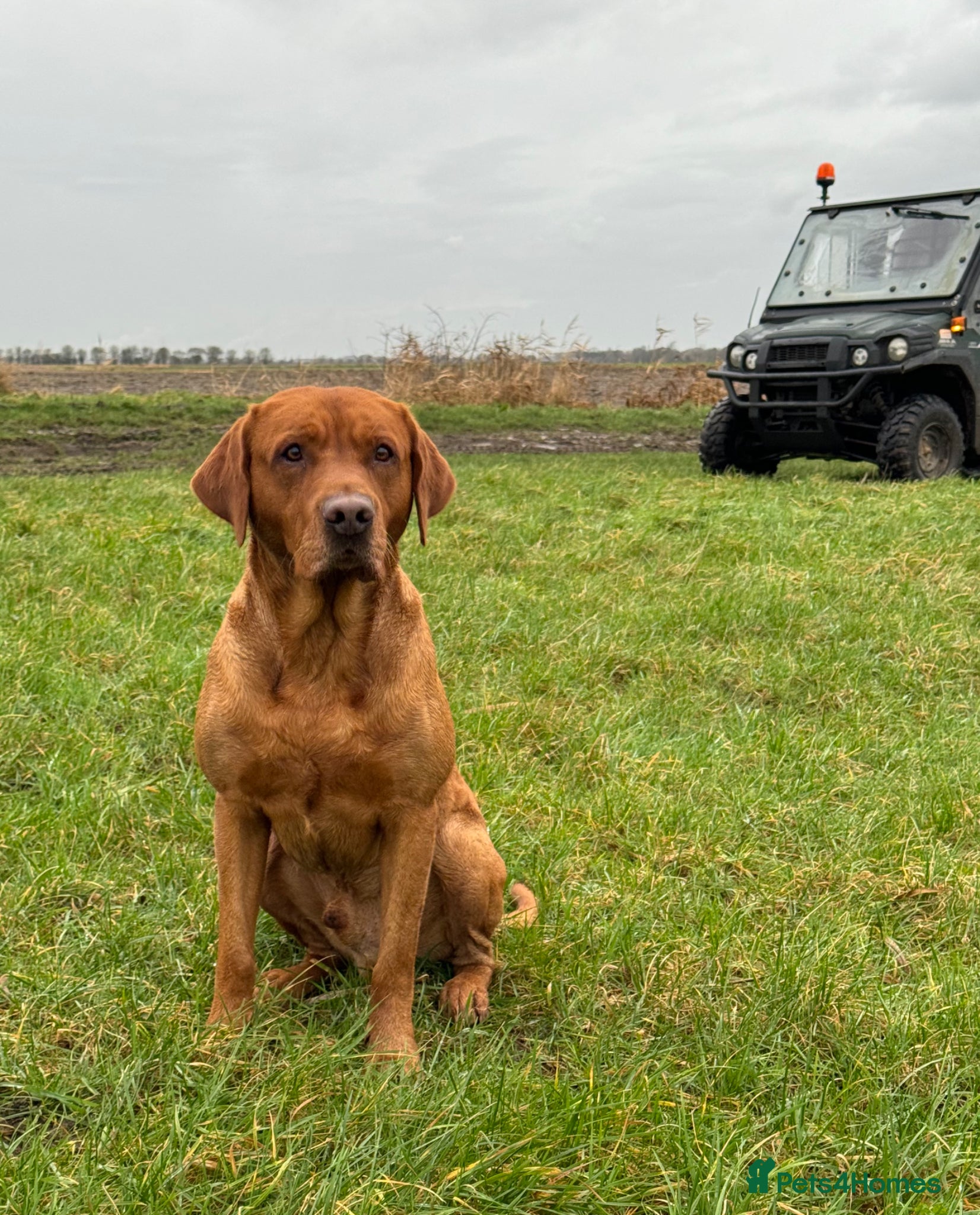 Labrador Retriever dogs for sale: KC litter of Fox Red Labradors  - Advert 7