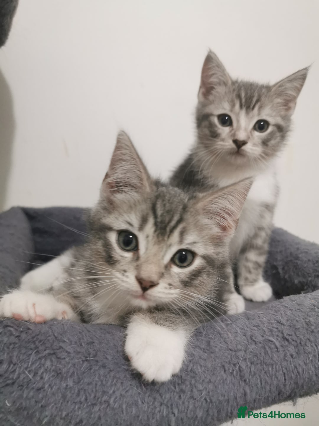 British Shorthair cats for sale: Stunning BSH Silver Tabby kittens - Advert 4