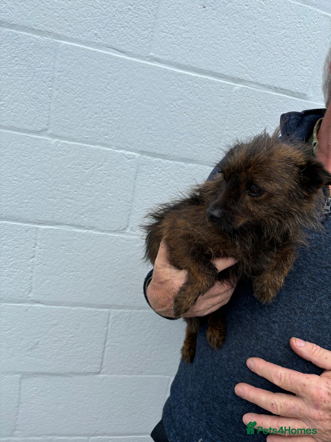 Cairn Terrier dogs for sale: Cairn terrier puppies  - Image 4