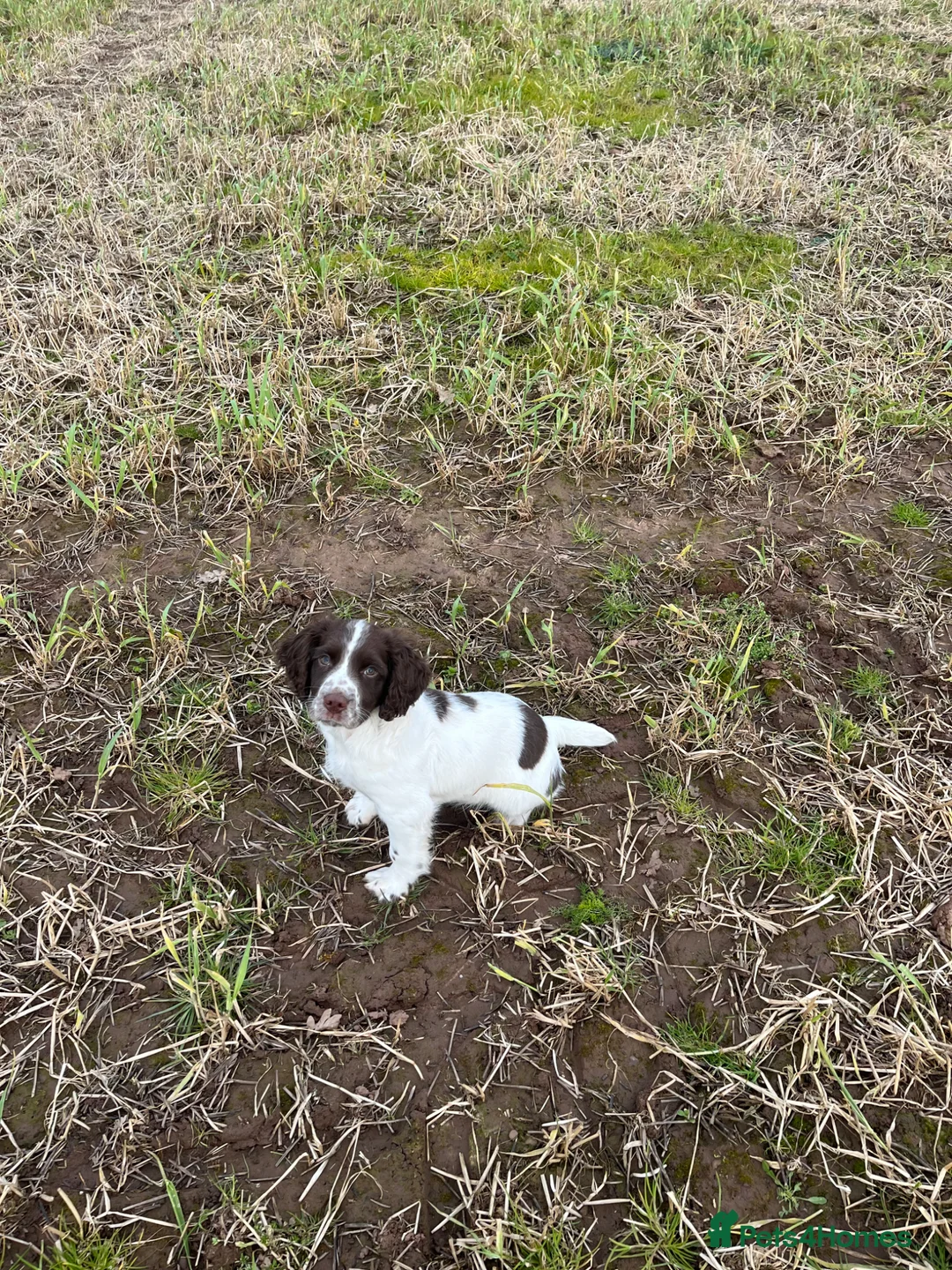 English Springer Spaniel dogs for sale: English springer spaniel  in Shrewsbury - Advert 1