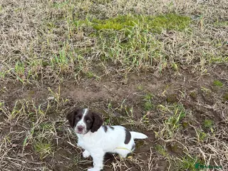 English Springer Spaniel dogs English springer spaniel - Advert 2