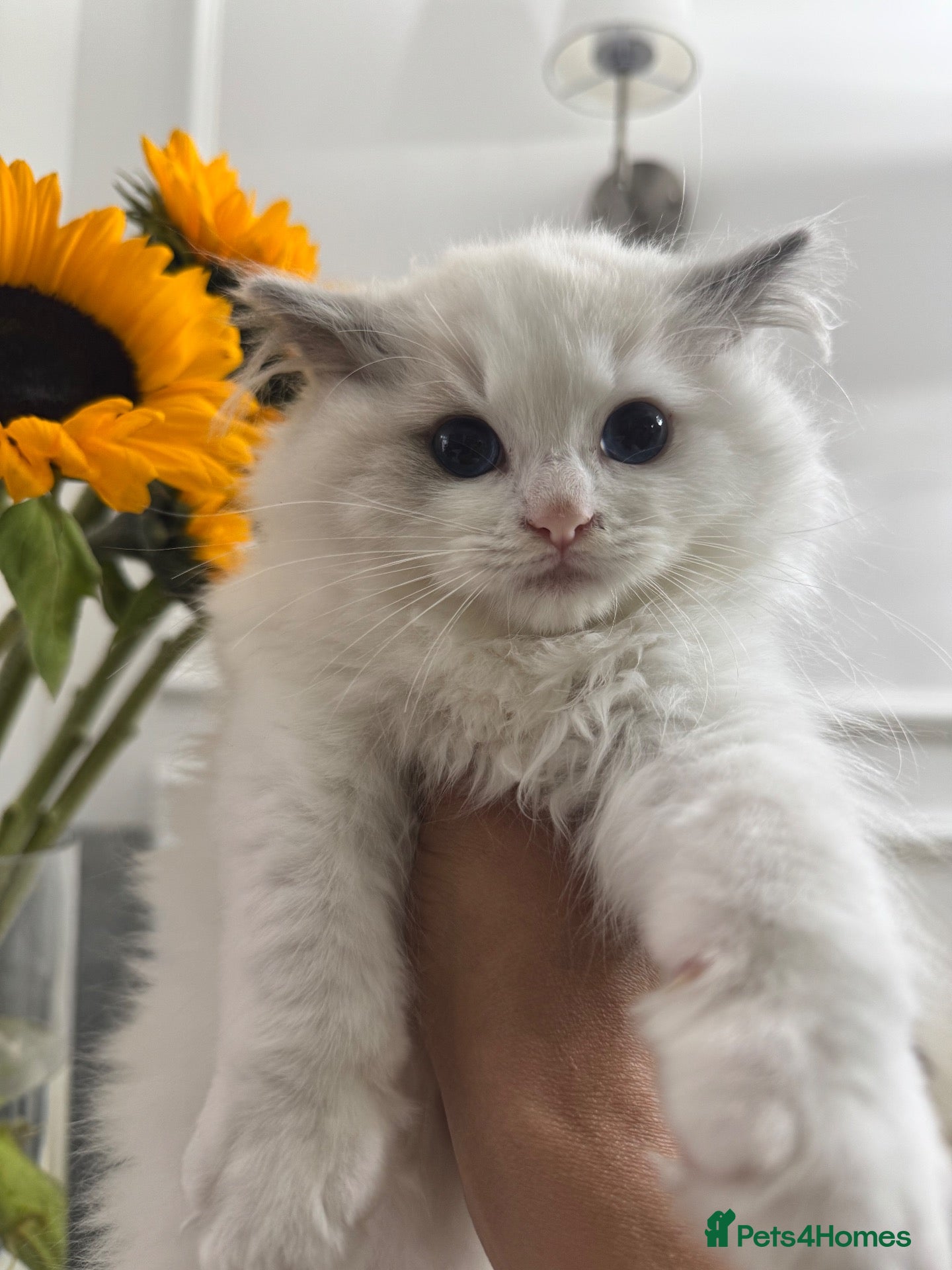 Ragdoll cats Chunky fluffy babies Available. - Advert 16