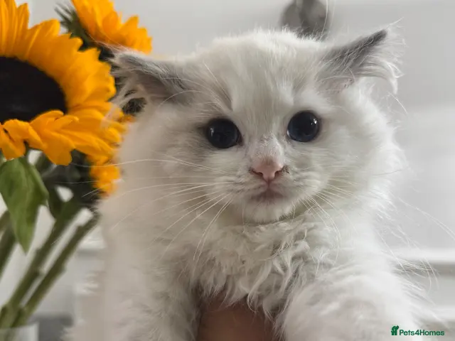 Ragdoll cats Chunky fluffy babies Available. - Advert 6