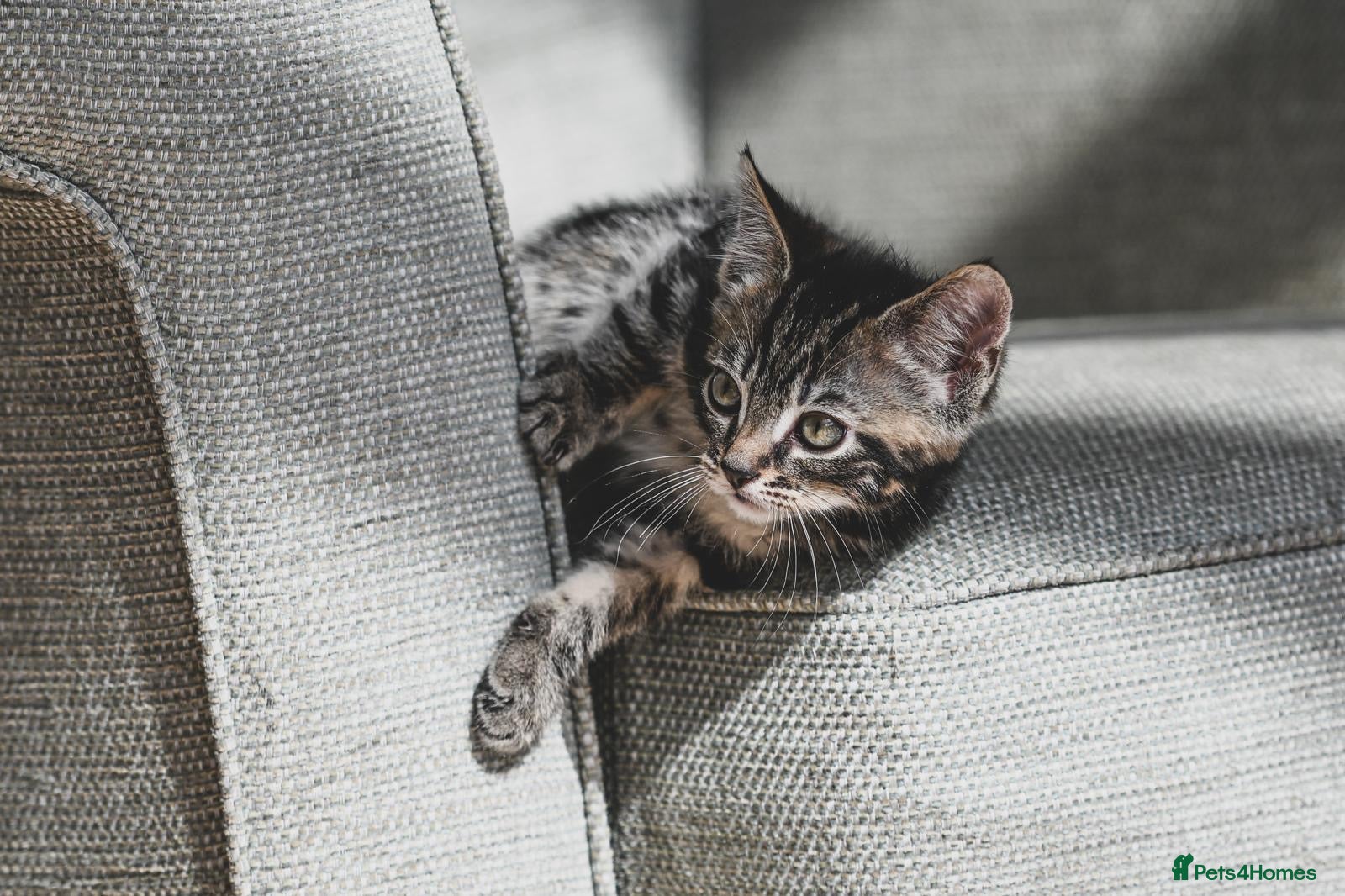 Mixed Breed cats Adorable Tabby kittens  - Advert 9