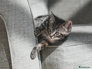 Mixed Breed cats Adorable Tabby kittens - Advert 9