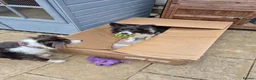 Border Collie dogs for sale: Lovely border collie looking for a special home - Advert 4