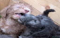 Bedlington Terrier dogs for sale: Bedlington terriers - working stock - Image 24