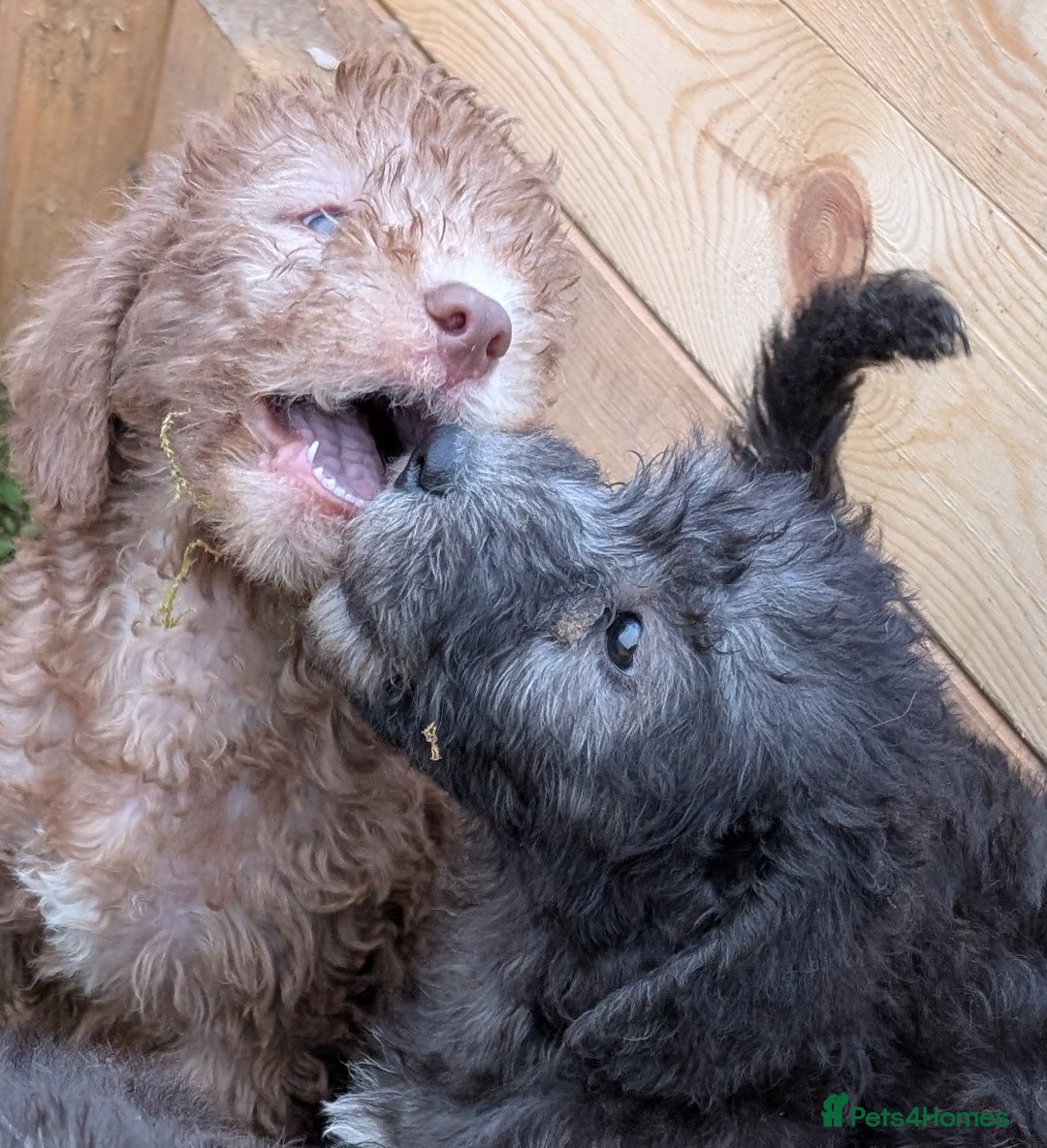 Bedlington Terrier dogs for sale: Bedlington terriers - working stock - Image 24