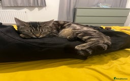 Domestic Shorthair cats for sale: Mum and two kittens 🩷 - Image 12