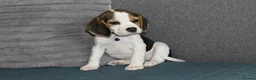 Beagle dogs for sale: Beautiful beagle puppies  - Advert 11