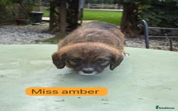 Saint Bernard dogs for sale: Outstanding Mini Saint Bernadoodle Puppies - Image 21
