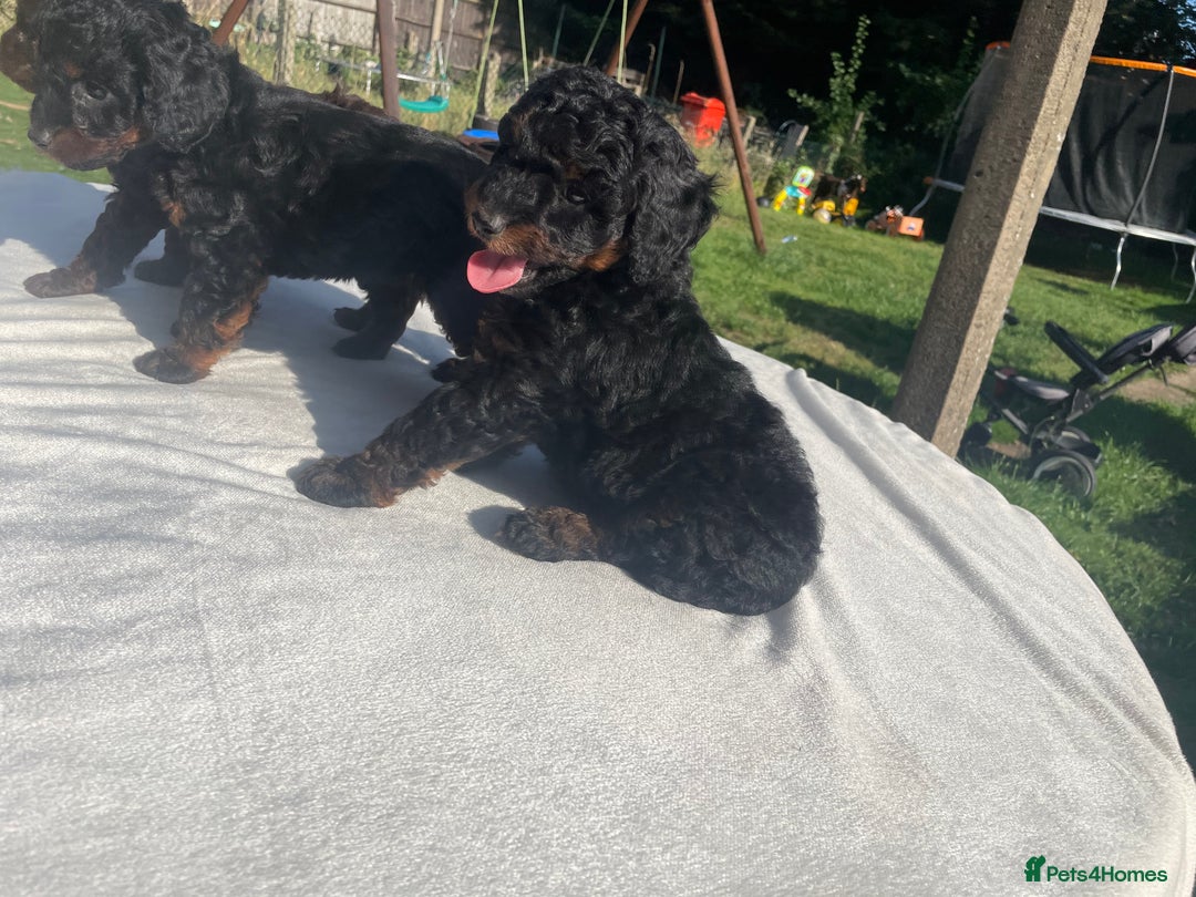 Cockapoo dogs for sale: Cockapoo Ready to leave now💕Only 1 boy left! - Image 9