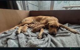 Labrador Retriever dogs for sale: Fox Labrador retriever puppies - Image 2