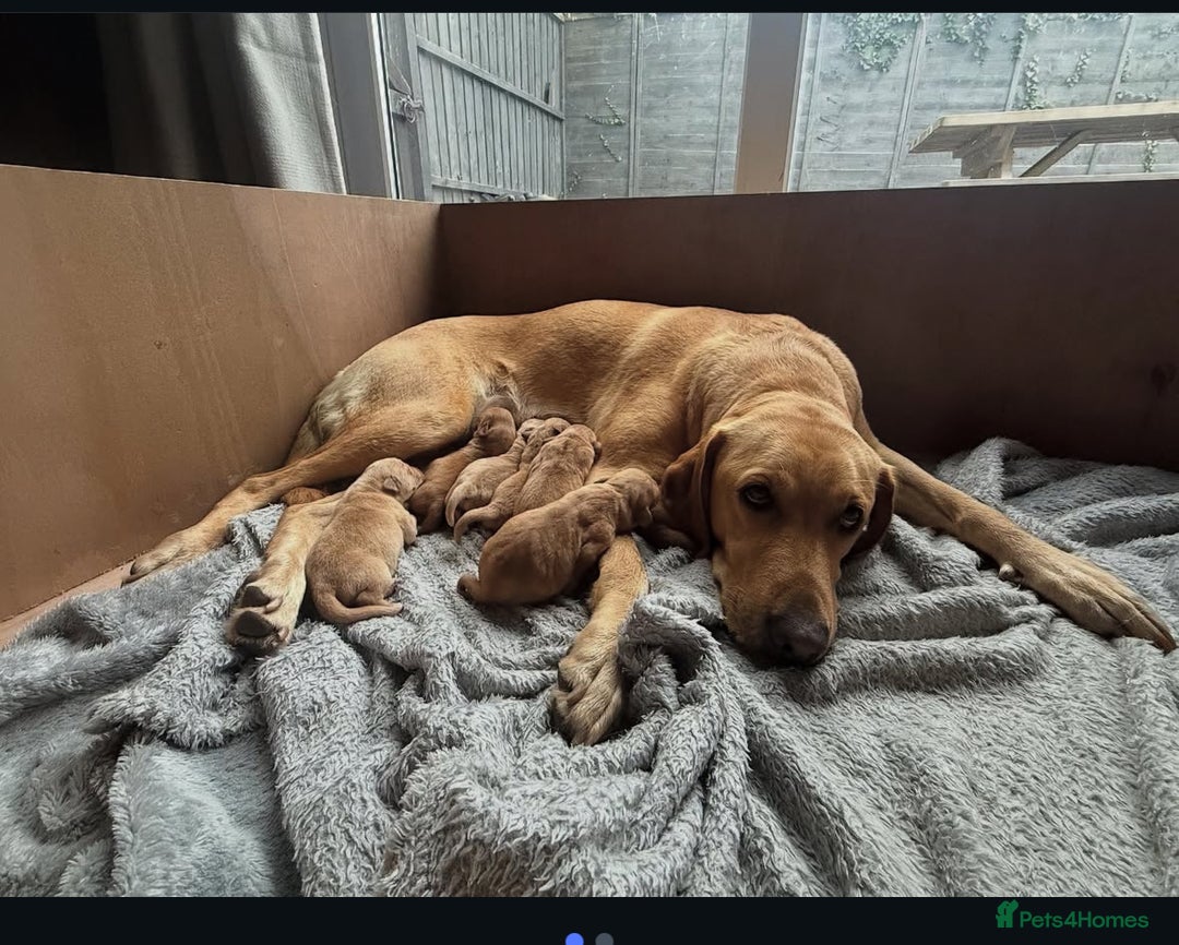 Labrador Retriever dogs for sale: Fox Labrador retriever puppies - Image 2
