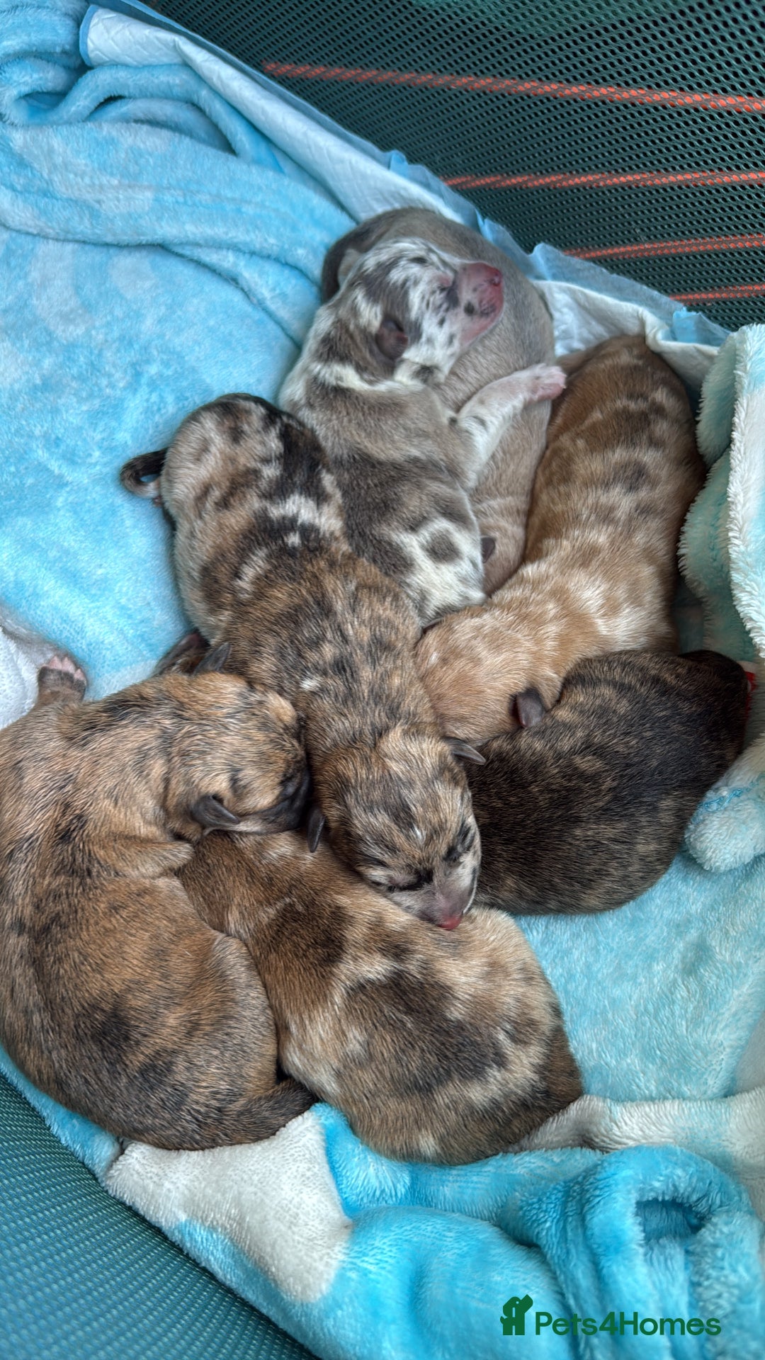 Mixed Breed dogs for sale: German Shepherd x Saluki Lurcher Puppies  - Image 1