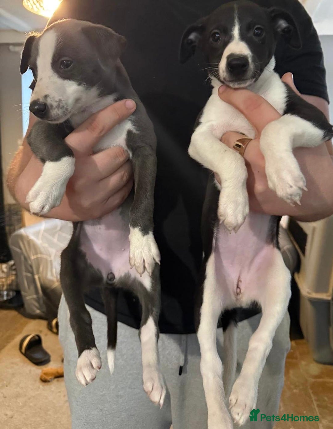 Whippet dogs for sale: Gorgeous whippet puppies for sale  - Advert 2