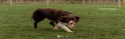 Border Collie dogs for stud: HEALTH TESTED DUEL KC/ISDS FOR STUD  - Advert 4