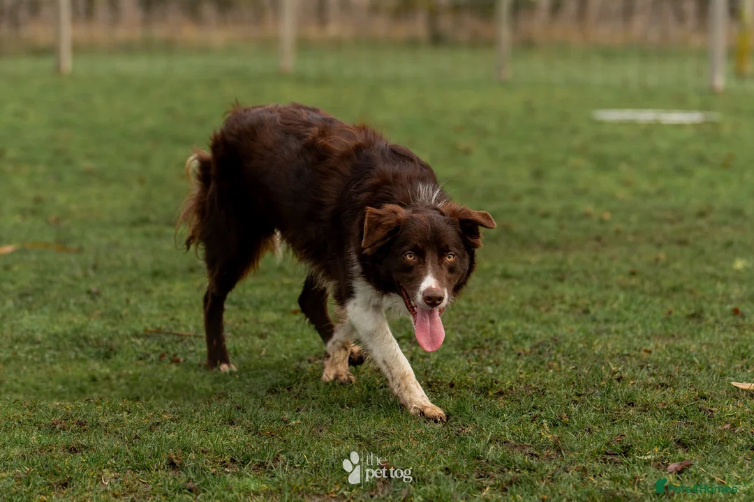 Border Collie dogs for stud: HEALTH TESTED DUEL KC/ISDS FOR STUD  - Advert 4