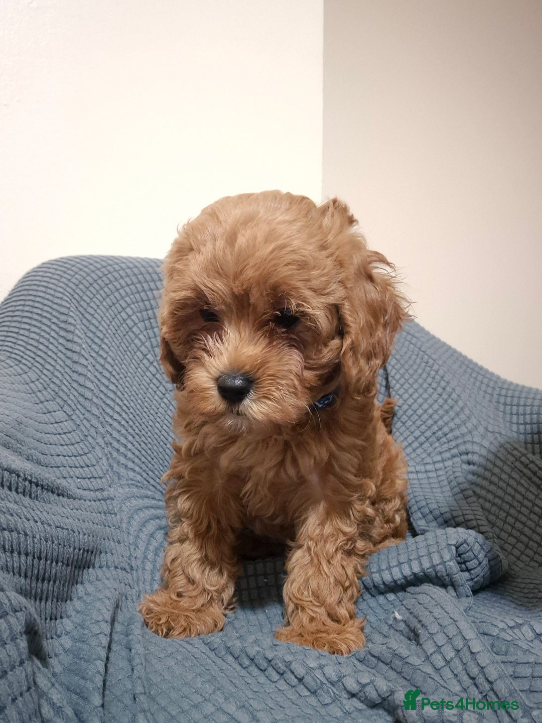 Cockapoo dogs for sale: Gorgeous Cockapoo For Sale - Image 24