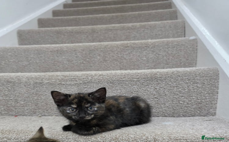 Domestic Shorthair cats - Advert 7