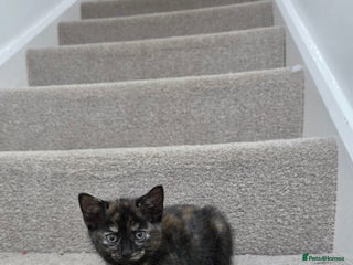 Domestic Shorthair cats - Advert 15