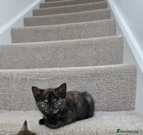 Domestic Shorthair cats - Advert 12