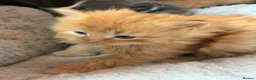 Mixed Breed cats for sale: Stunning kittens - Advert 9