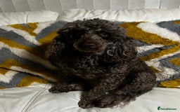 Maltipoo dogs for sale: Beautiful Maltipoo boys and girls pra clear in Newark - Image 10