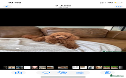 Cavapoo dogs for sale: Stunning F1B Cavapoo puppies  - Image 23