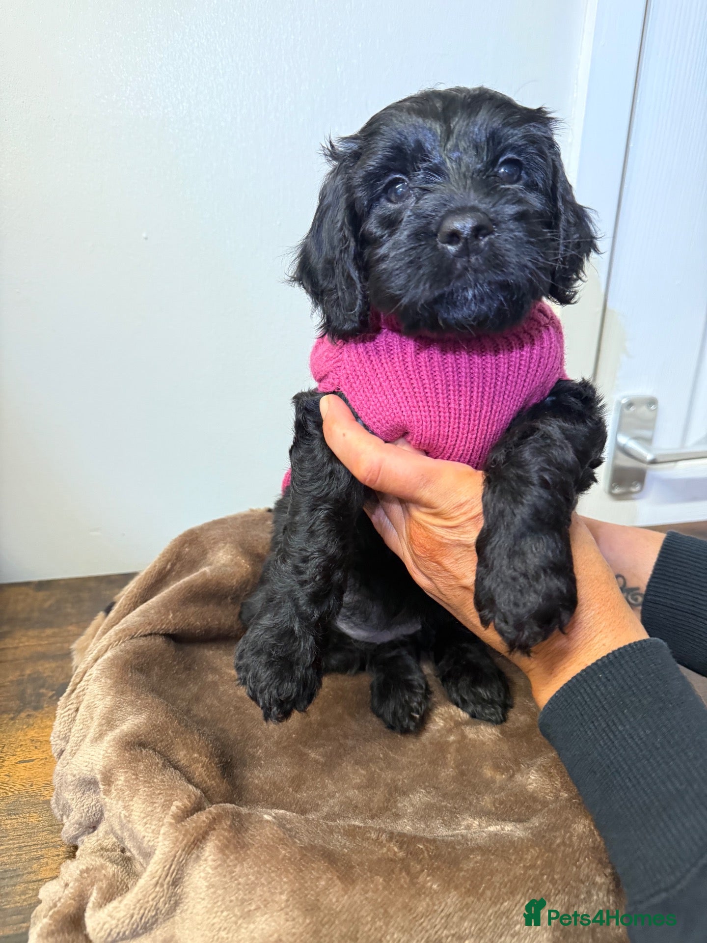 Mixed Breed dogs BEAUTIFUL COCKAPOO MIXED BREED PUPPIES - Advert 14