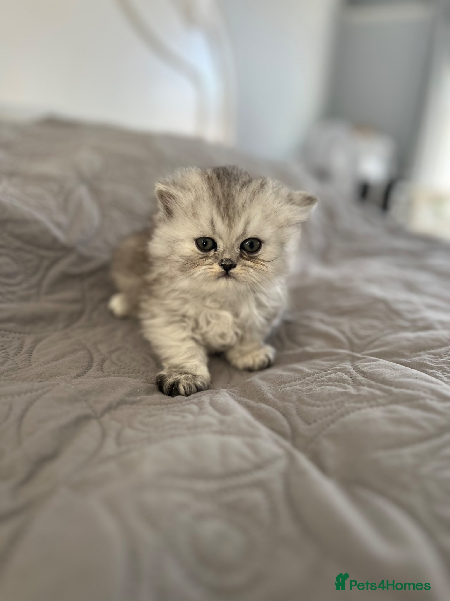 Persian cats **Last female kitten** Gorgeous litter of kittens - Advert 6